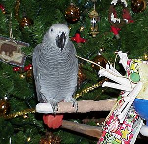 Two African grey parrots available for sale 