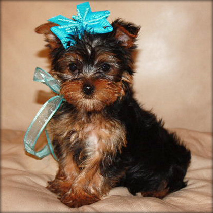 Registered Teacup Yorkie Puppies for sale.