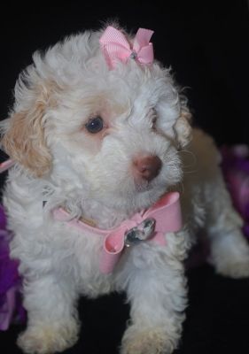 Miniature Poodle Puppies For Sale
