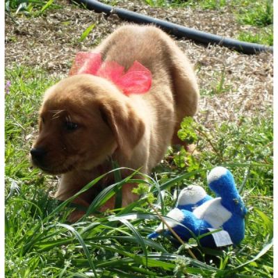 KC registered Labrador puppies for adoption. 