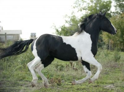 Black and White Frisian Horse
