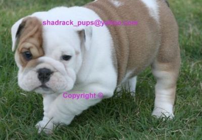 ADORABLE  ENGLISH BULLDOG PUPPIES FOR FREE ADOPTION
