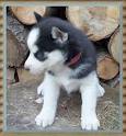 husky puppies for xmass