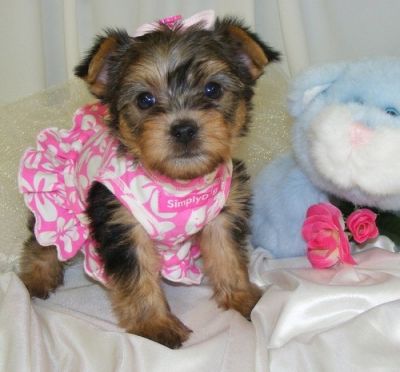 Male and female teacup yorkie puppies available
