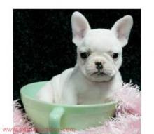 French Bulldogs available now for adoption!