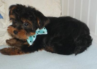 Cute Yorkshire Terrier Puppies