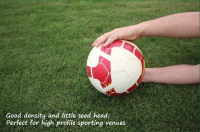 Turf Varieties,Cyno-Sport,Sports Turf