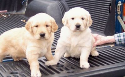 Cute pair of Golden Retriever puppies for adoption.