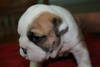 Supper English Bulldog Puppies AKC,11 wks