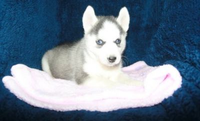 Well hone trained Siberiab Husky puppies for adoption