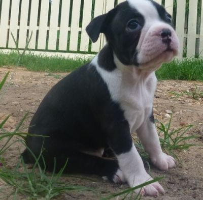 Charming Boston Terrier Puppies.KC registered