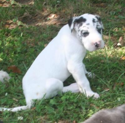 Great dane puppies