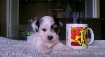 good looking yorkie  puppies for sale