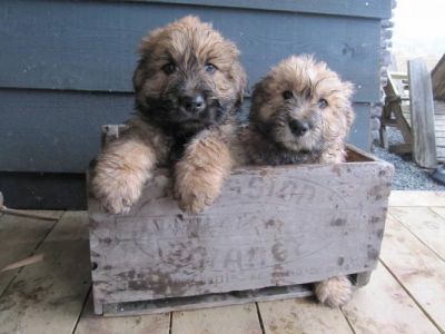 bouvier-des-flandres-puppies