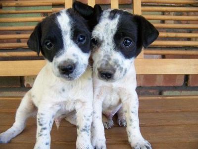 Jack Russell Terrier Puppies For Sale 
