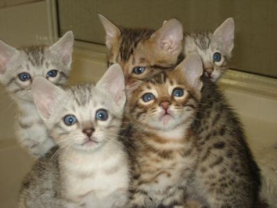 bengal kittens