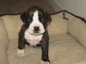 Boxer for Sale