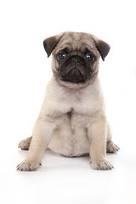 litter Pug puppies for sale .