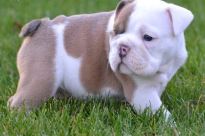 Cute english bulldog puppies.