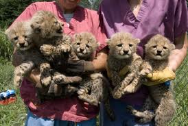 cheetah cubs babies for sale