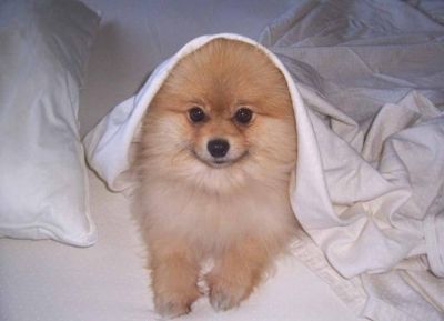 poomerian puppy ready for adopion