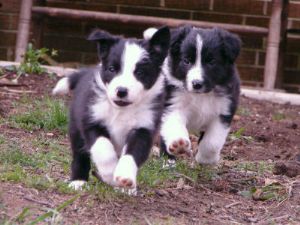Beautiful Border collie puppies-