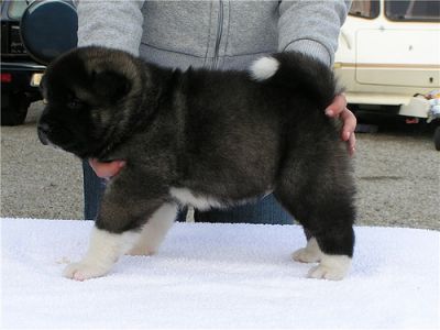 Akita Puppies For Sale we have black and white