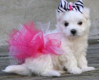 out standing Maltese puppies seeking new homes