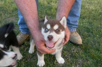 12 weeks old  siberian huskies puppies
