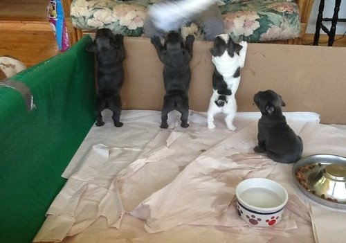 Pedigree French Bulldog Puppies $1000