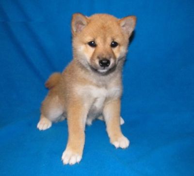 Shiba Inu Puppies For Sale 