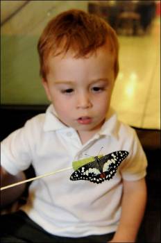 Portable Butterfly House