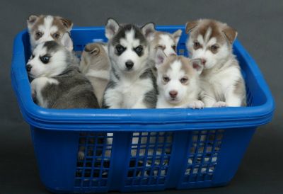 Quality Siberian Husky for sale