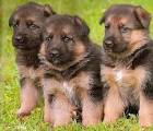 Gorgeous  German Shepered puppies for adoption
