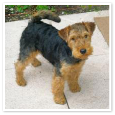 Welsh Terrier puppies available