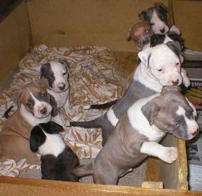 American Standfordshire puppies