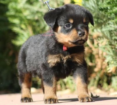 NICE Rottweiler Puppies for adoption