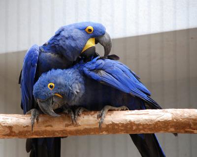 male and female macaw parrots for sale now