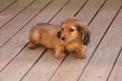 Both short and Long haired Dachshund Puppies