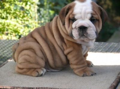 Healthy,Quality puppies @ uniquebulldogpuppies.com