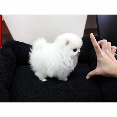 ** 2 Super Cute Male and Female Pomeranian Available!!! **