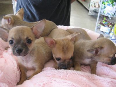 TOY CHIHUAHUA PUPPIES