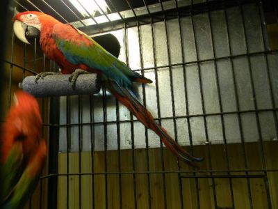 Free Pair Of Green Winged Macaw Parrots for a good home