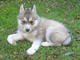 Siberian Husky Puppies