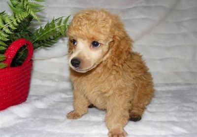 tToy Poodle puppies