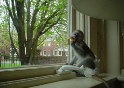 Available Capuchin Monkeys For Sale