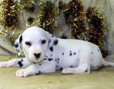 Dalmatian puppy for sale 