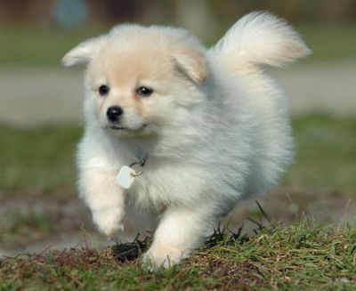 Adorable Pomeranian puppies For Free Adoption