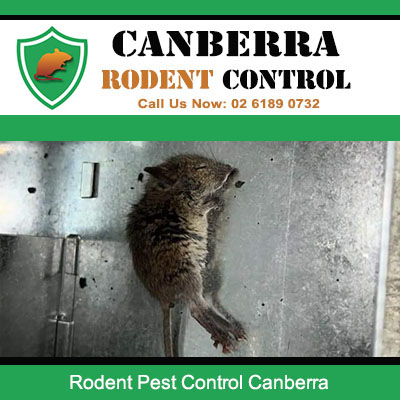 Canberra Rodent Control