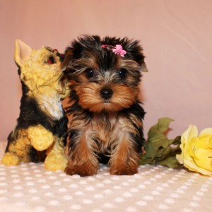 cute and good looking teacup yorkie puppies ready now for a new home to go now